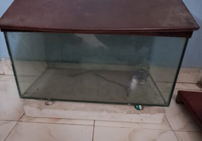 2 feet Fish Tank